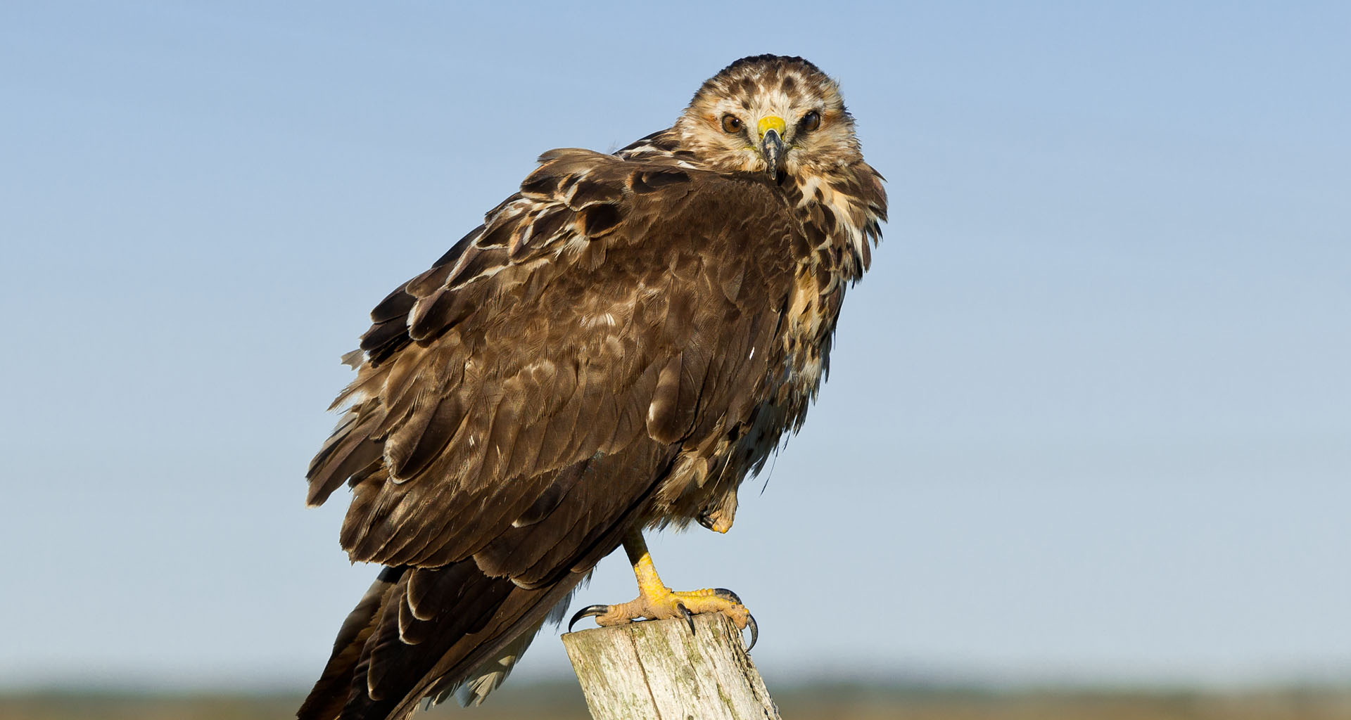 A juvenile northern harrier looking directly at the camera