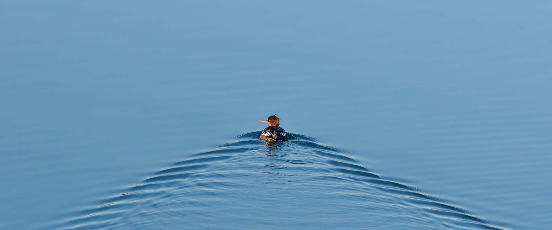 A merganser floats through calm bue waters leaving a v-shaped wake behind it.